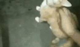 膀胱冲洗操作视频,步骤与技巧全解析